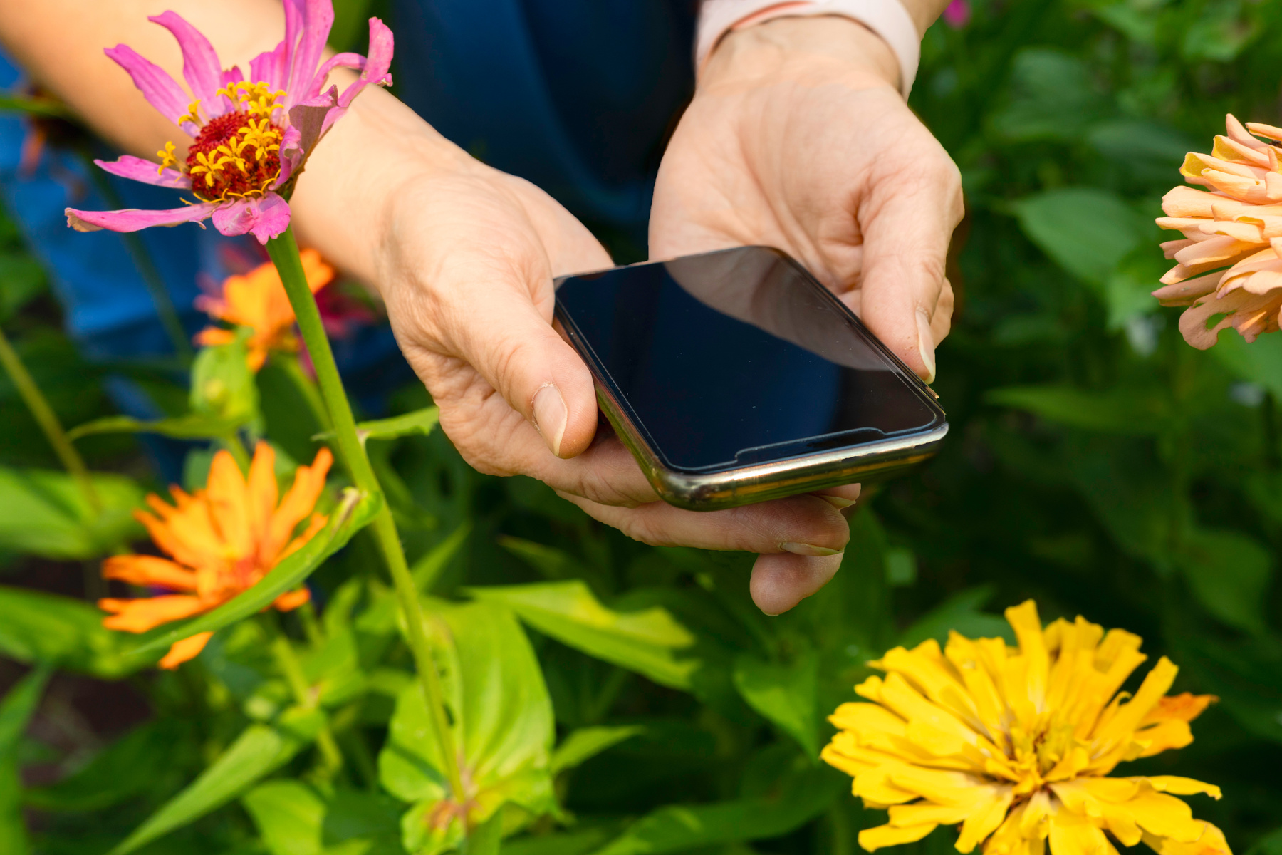 Checking phone while gardening